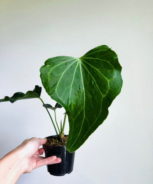 Anthurium Delta Force 4