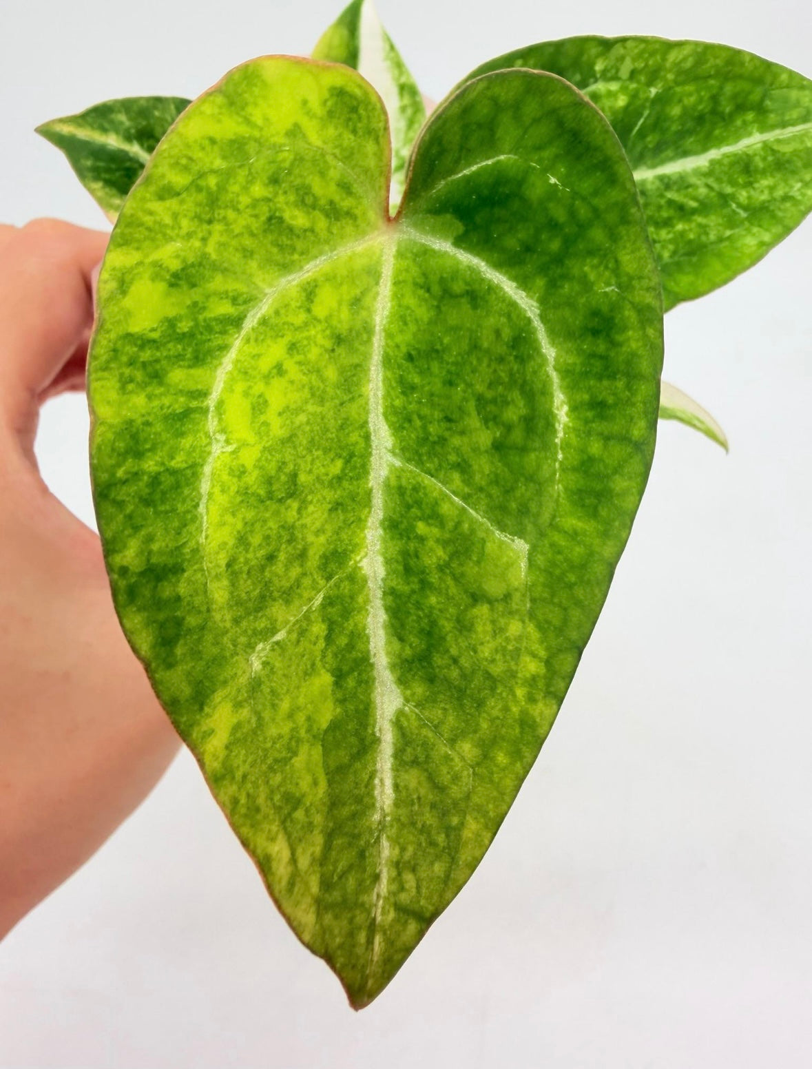 Anthurium Papillilaminum X magnificum Variegado “4