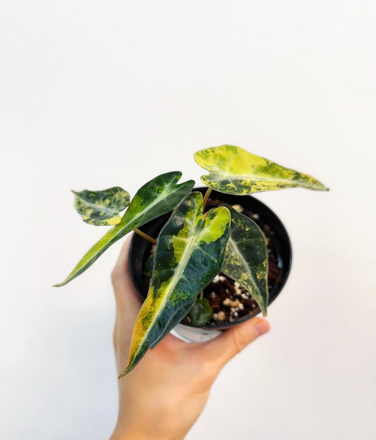 Alocasia Bambino Aurea “4