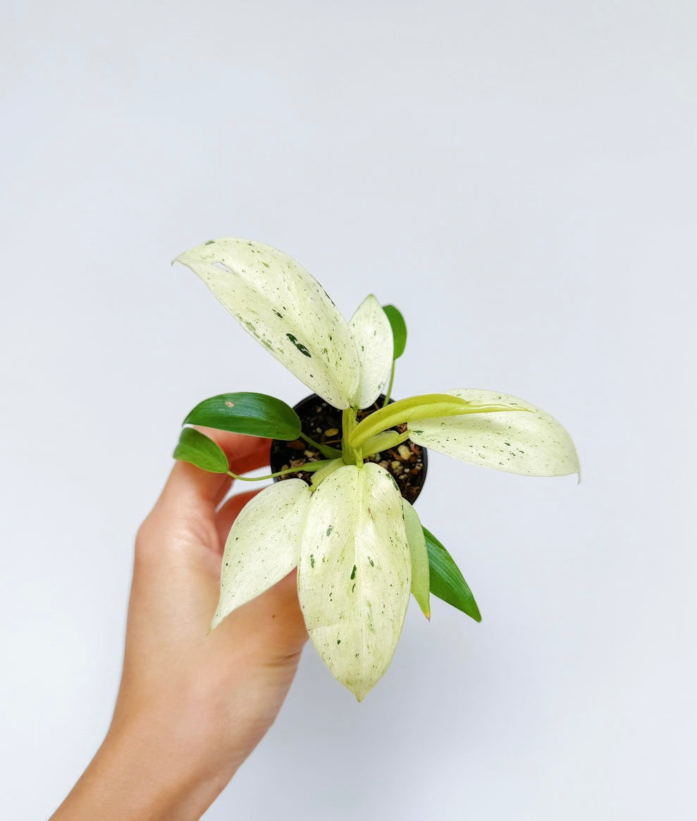 Philodendron Whipple Way “4