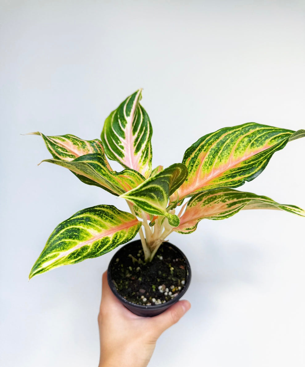 Aglaonema Pink Panama "4