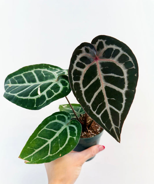 Anthurium Michelle x SKG Silver 4”
