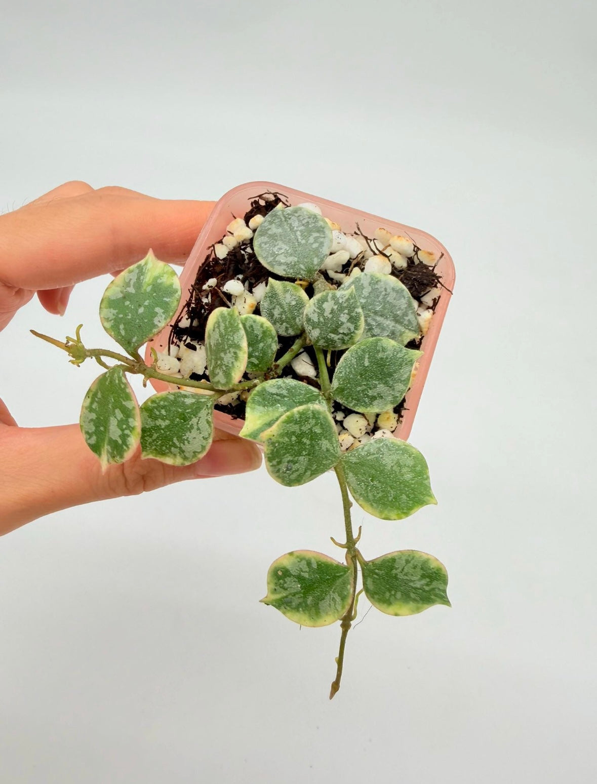 Hoya Curtisii Albo “3