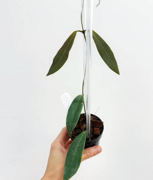 Hoya Pulchra "4