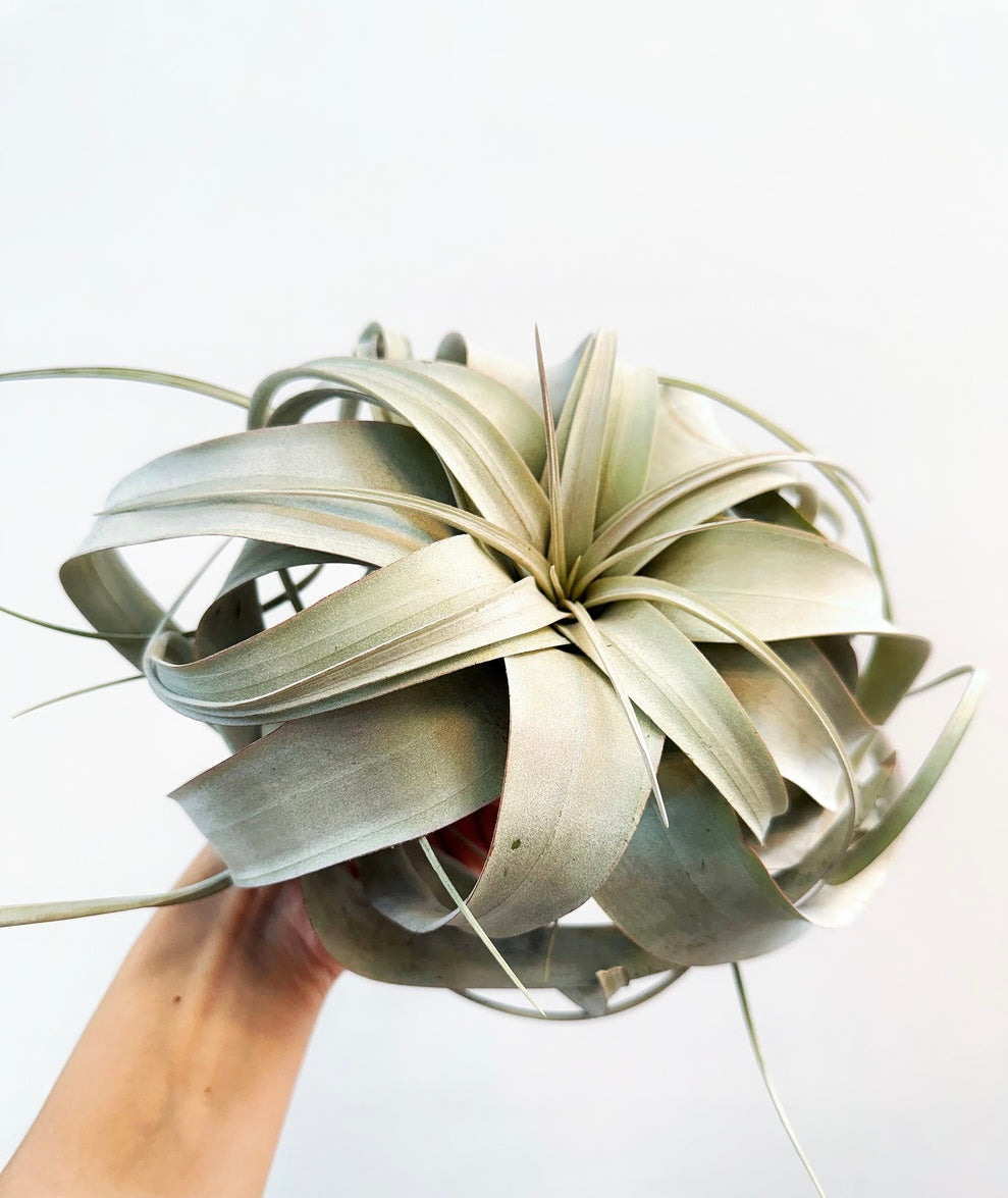 Tillandsia Xerographica