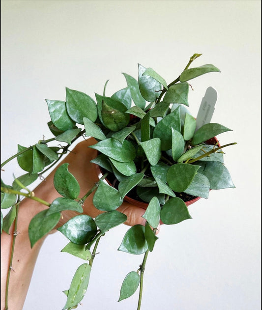 Hoya Khroniana Silver “4