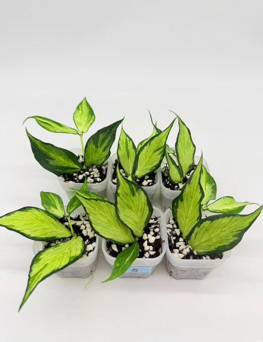 Hoya Polyneura Variegado interior “4