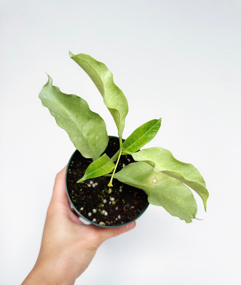 Hoya Multiflora Silver “4