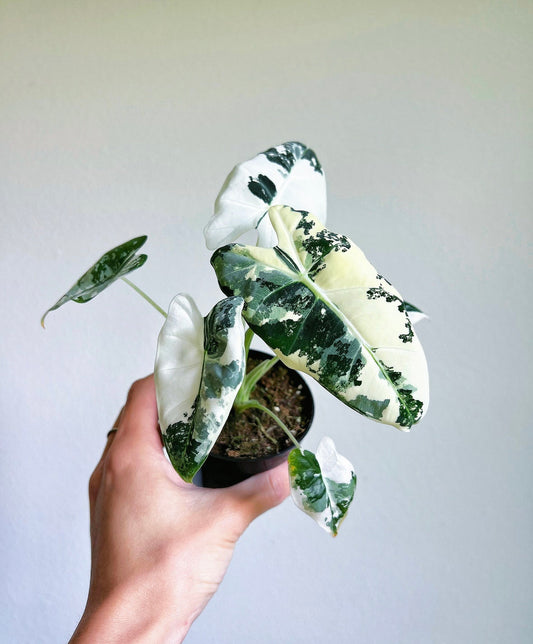 Alocasia Frydek Variegada "4