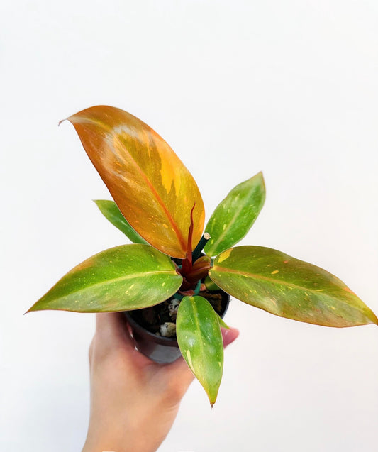 Philodendron Prince of Orange Variegado “4