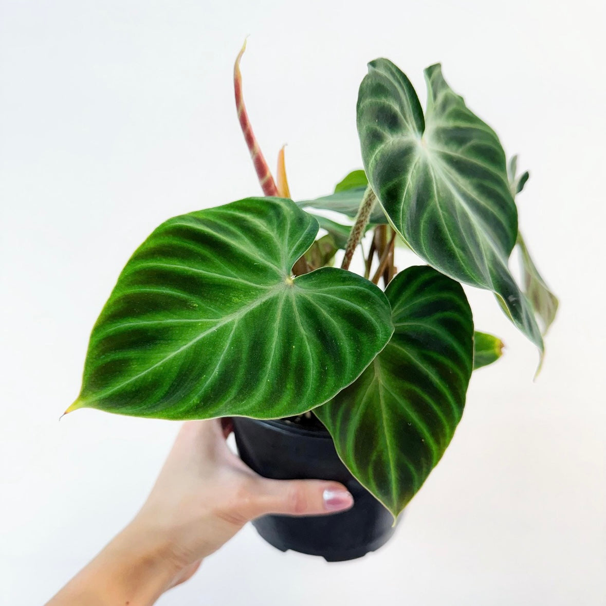 Philodendron verrucosum "6