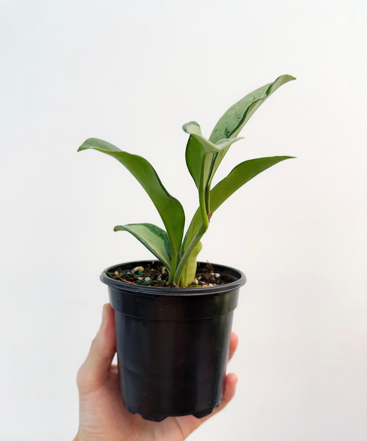 Hoya Silver Moon “4