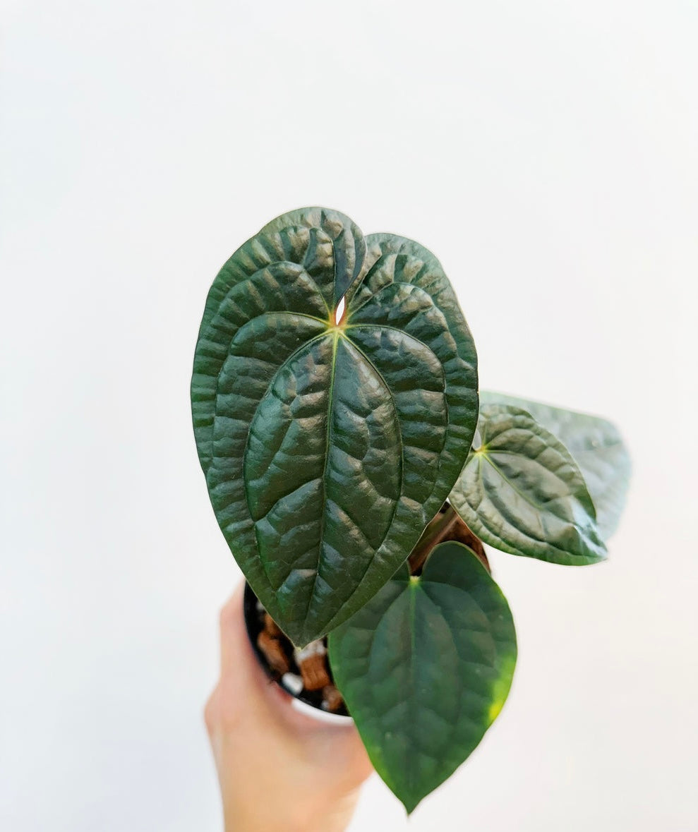 Anthurium RDVP X Luxurians “4