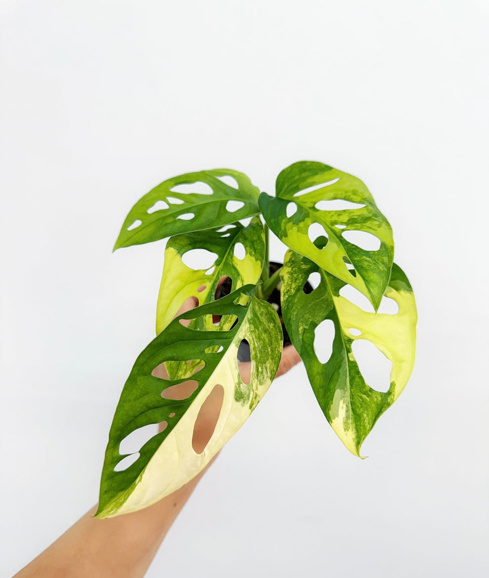 Monstera Adansonii Aurea "4
