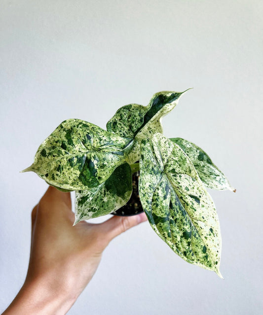 Alocasia Dragon Scale Mint "4