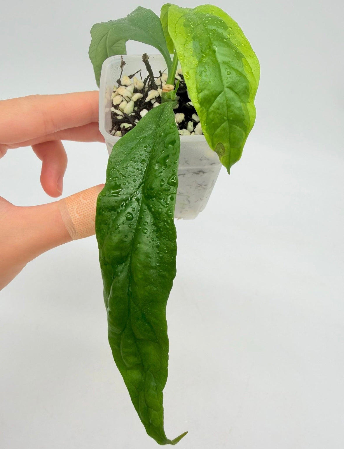 Hoya Decipulae Variegada “3