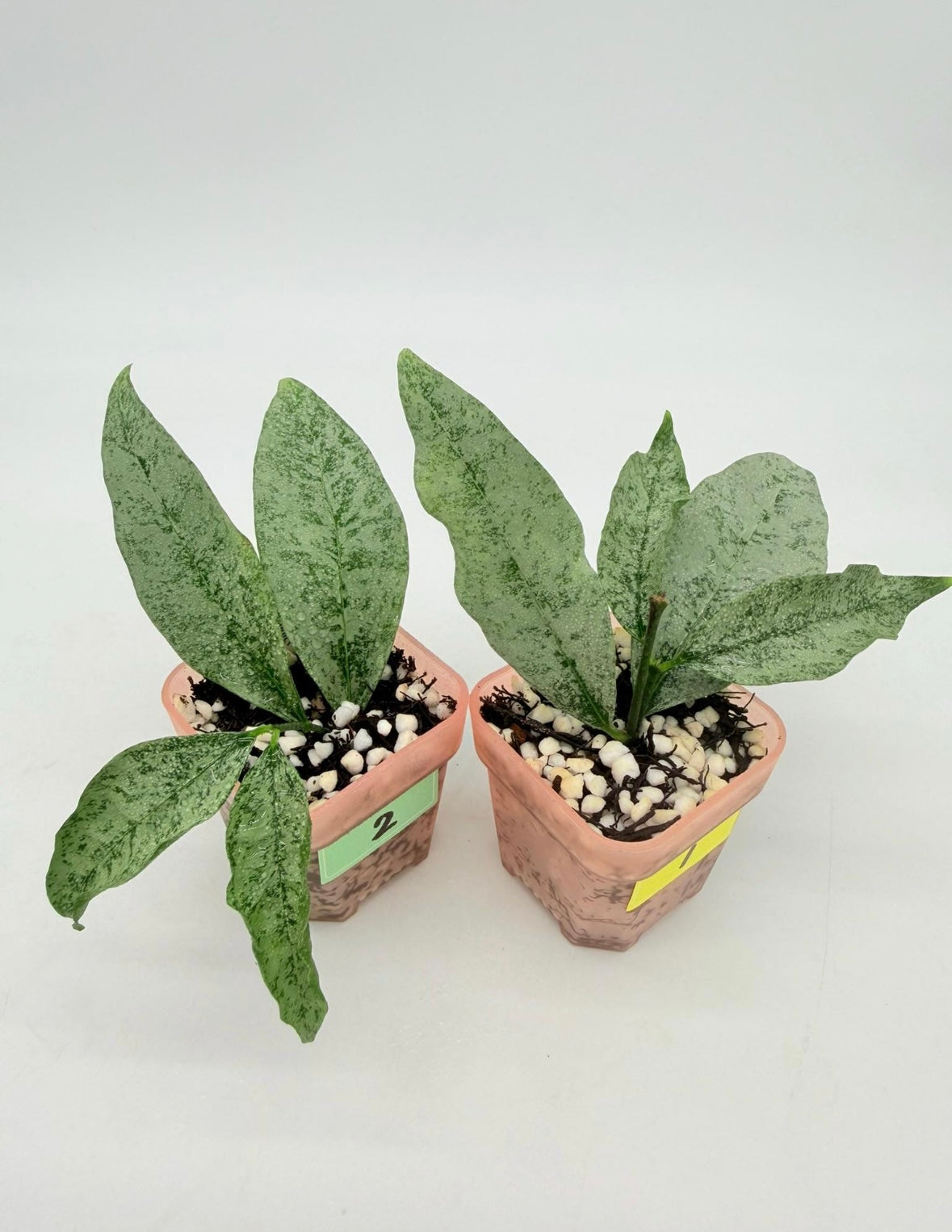 Hoya Amicabilis “3