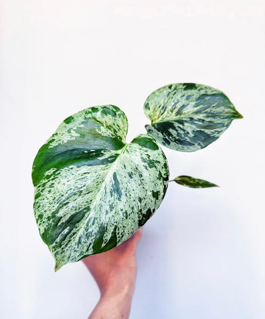 Monstera Bulbasaur “4