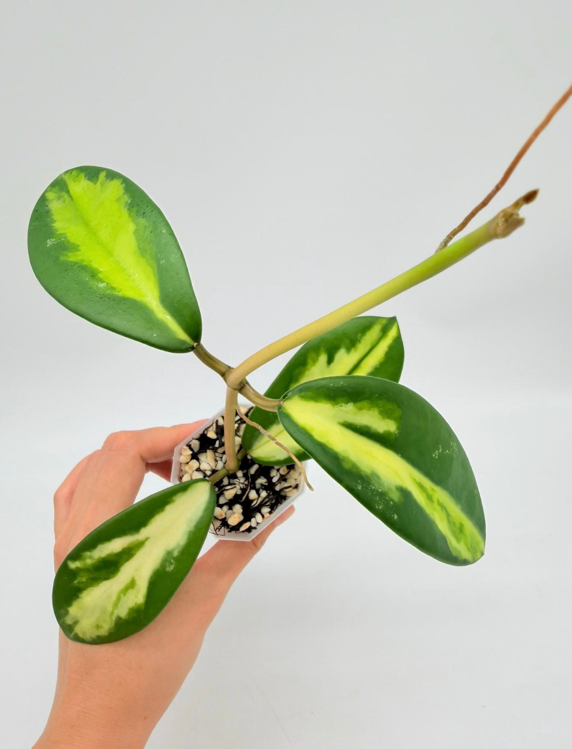 Hoya Diversifolia Maharaní “3