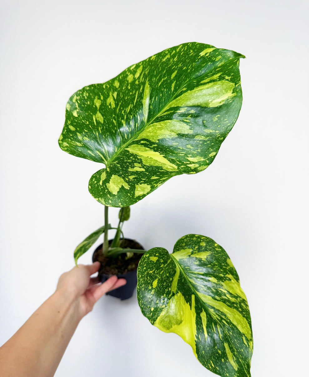 Monstera Electrolyte “4