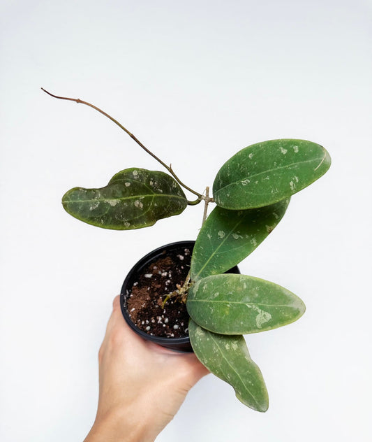 Hoya Rintzii Borneo 4”