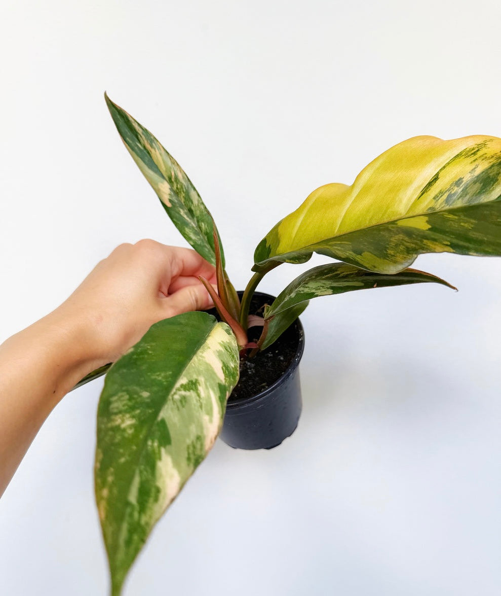 Philodendron Caramel Marble “4