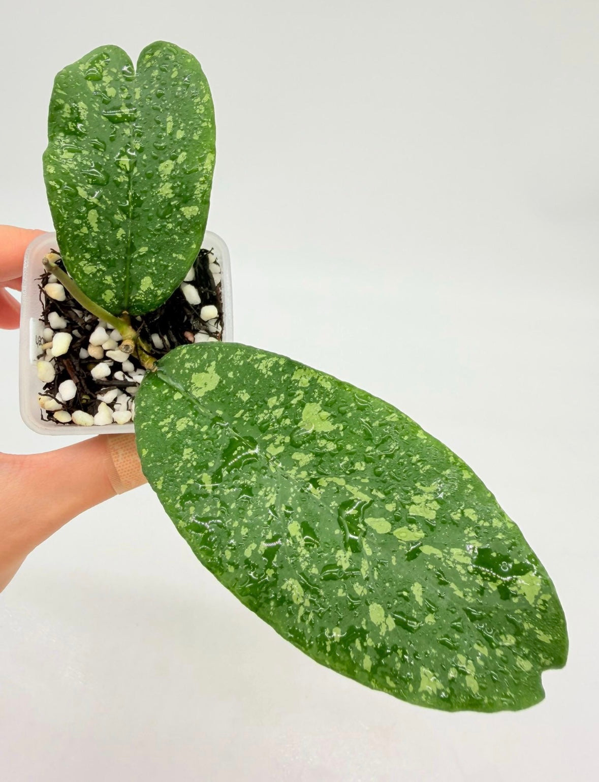 Hoya Sp Aceh Embun Madu “3
