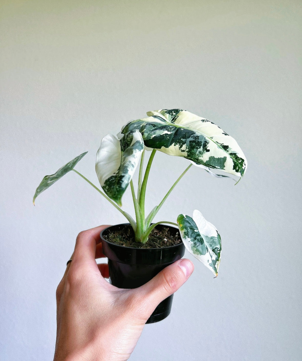 Alocasia Frydek Variegada "4