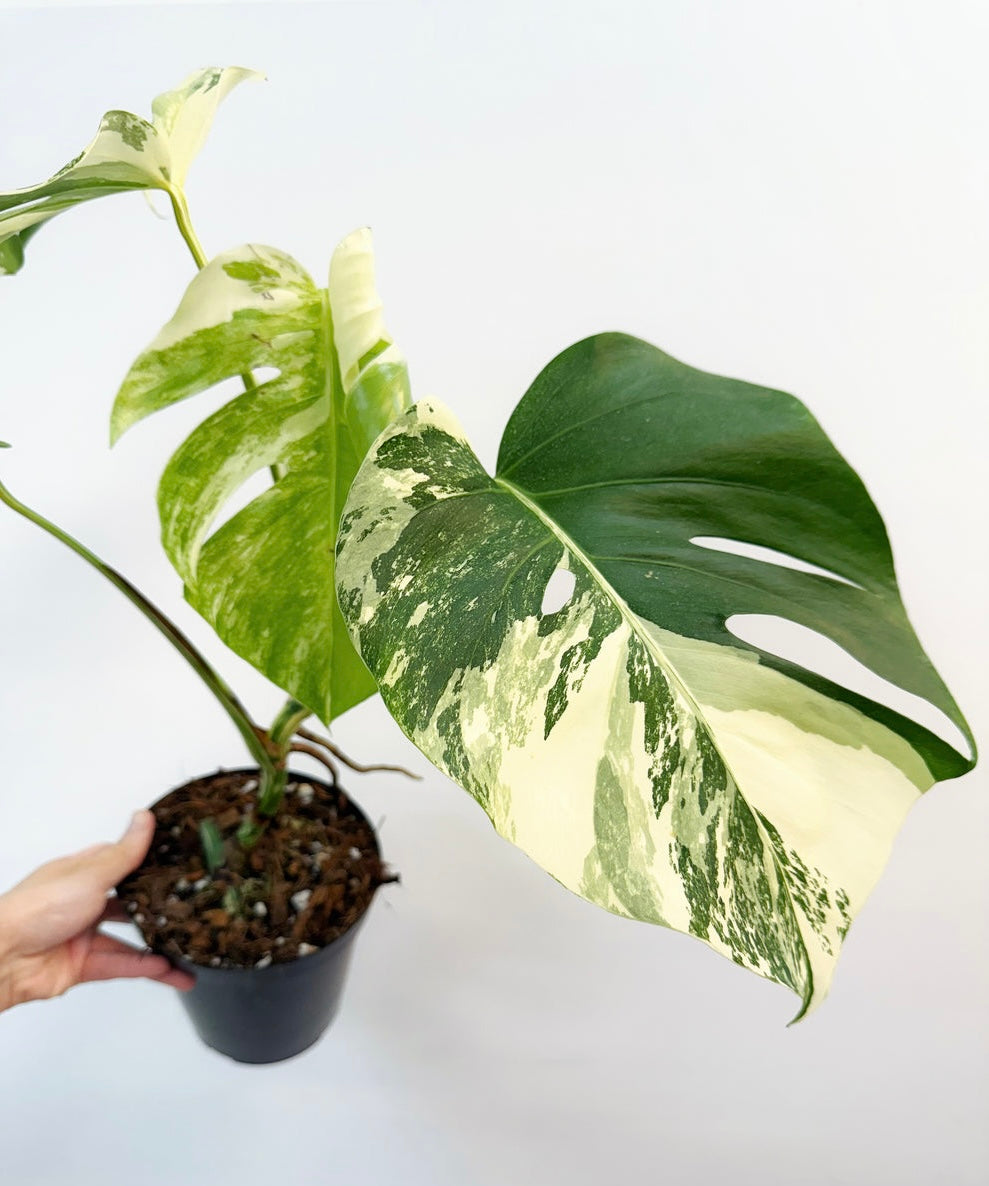 Monstera Borsigiana Albo "6