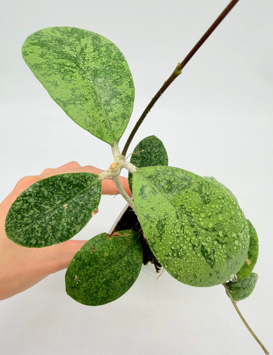 Hoya Sp Kapuas Hulu Plata Arraigada “3