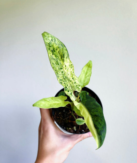 Lauterbachiana Variegada Aurea “4