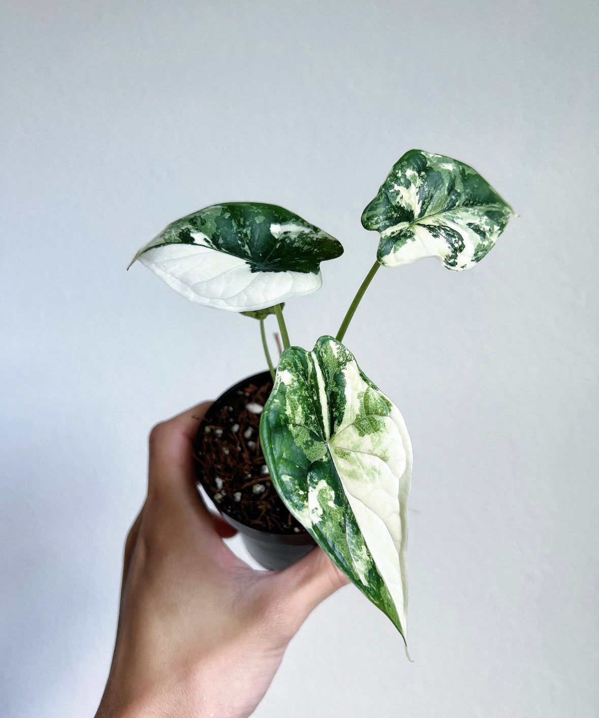 Alocasia Dragón Scale Albo “4