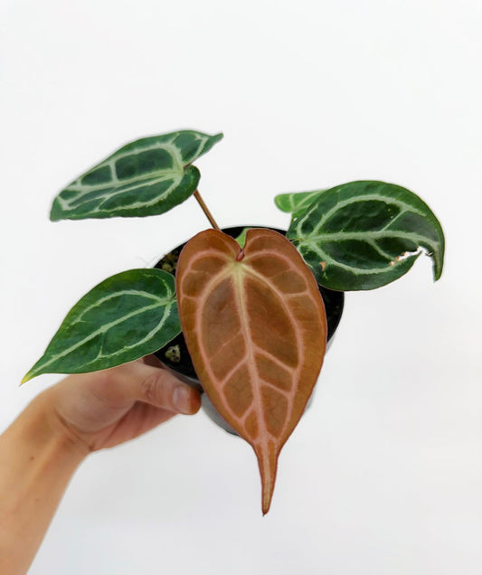 Anthurium Red Crystallinum “4