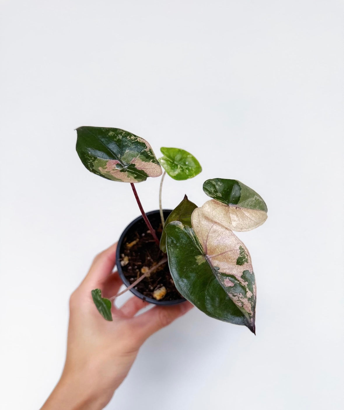 Alocasia Yucatan Princess Variegada "4