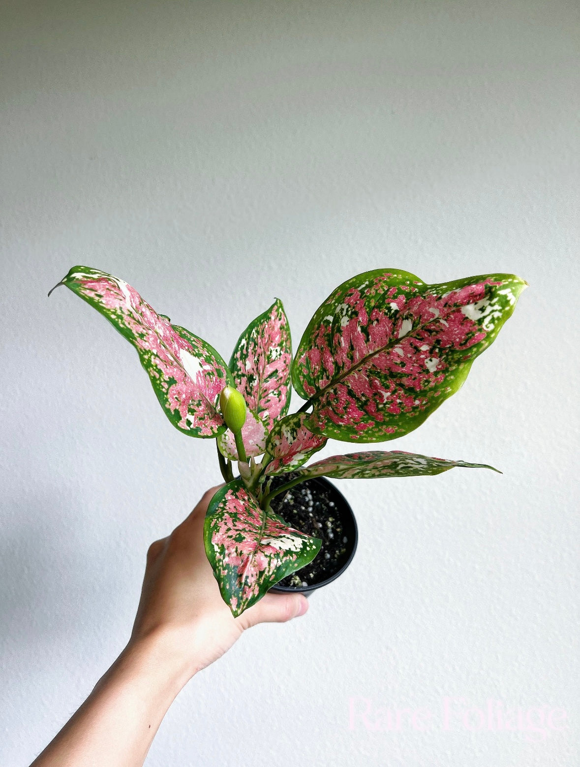 Aglaonema Anyamanee tricolor “4
