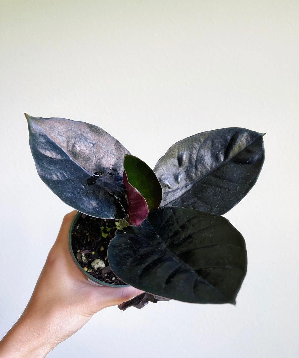 Alocasia Infernalis “4
