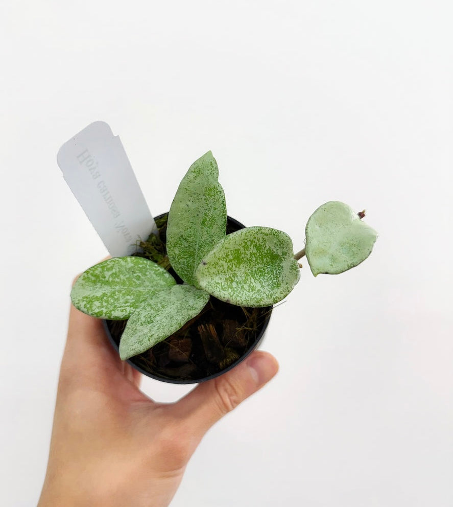Hoya Nova Ghost “4
