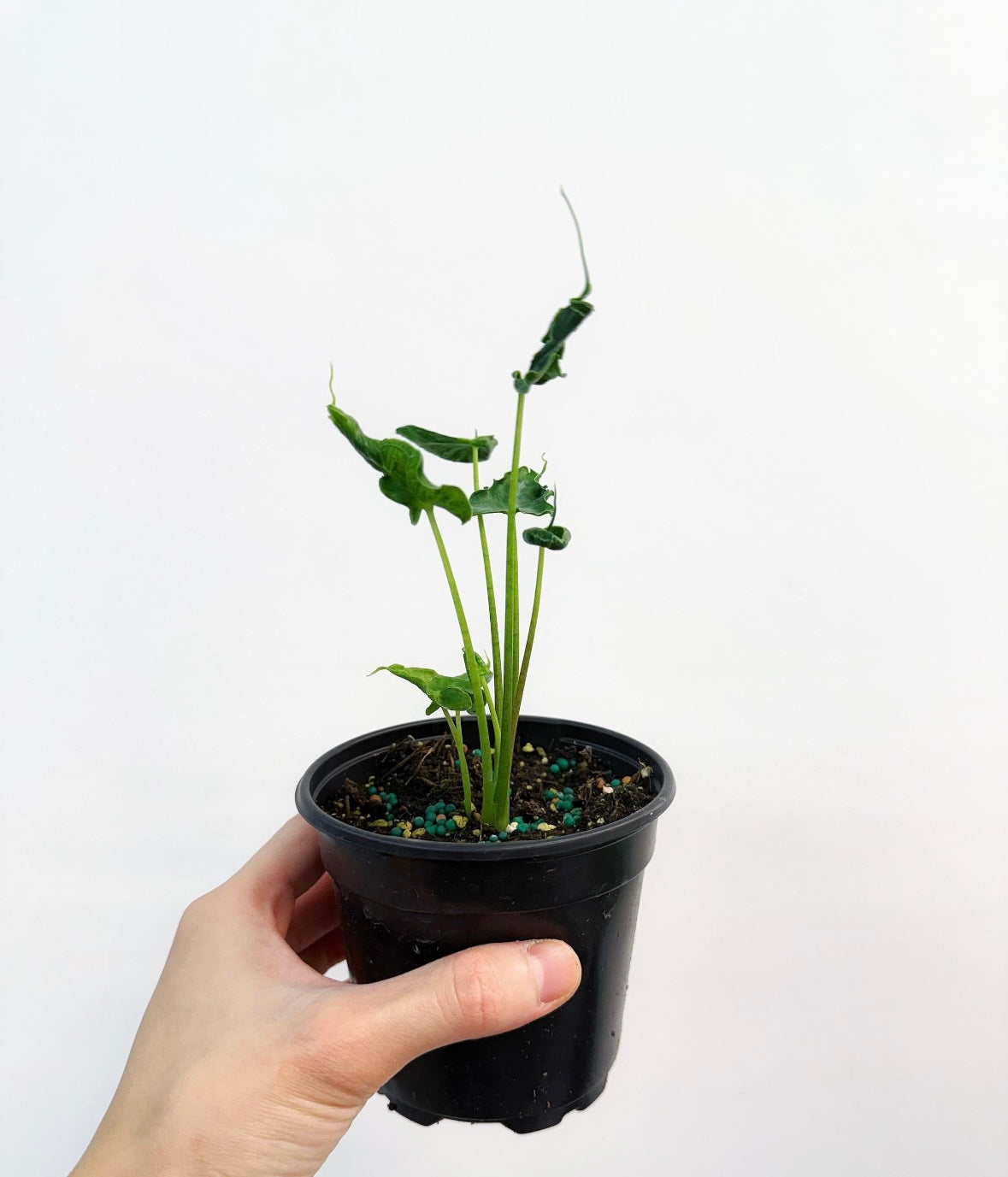 Alocasia Teletubies “4