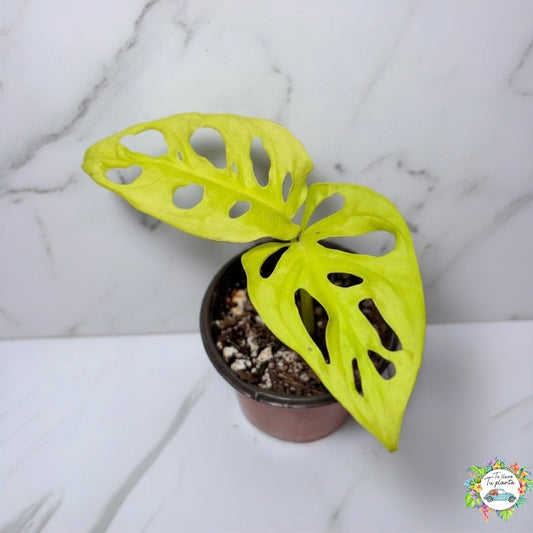 Monstera Adansonii Neon (C)