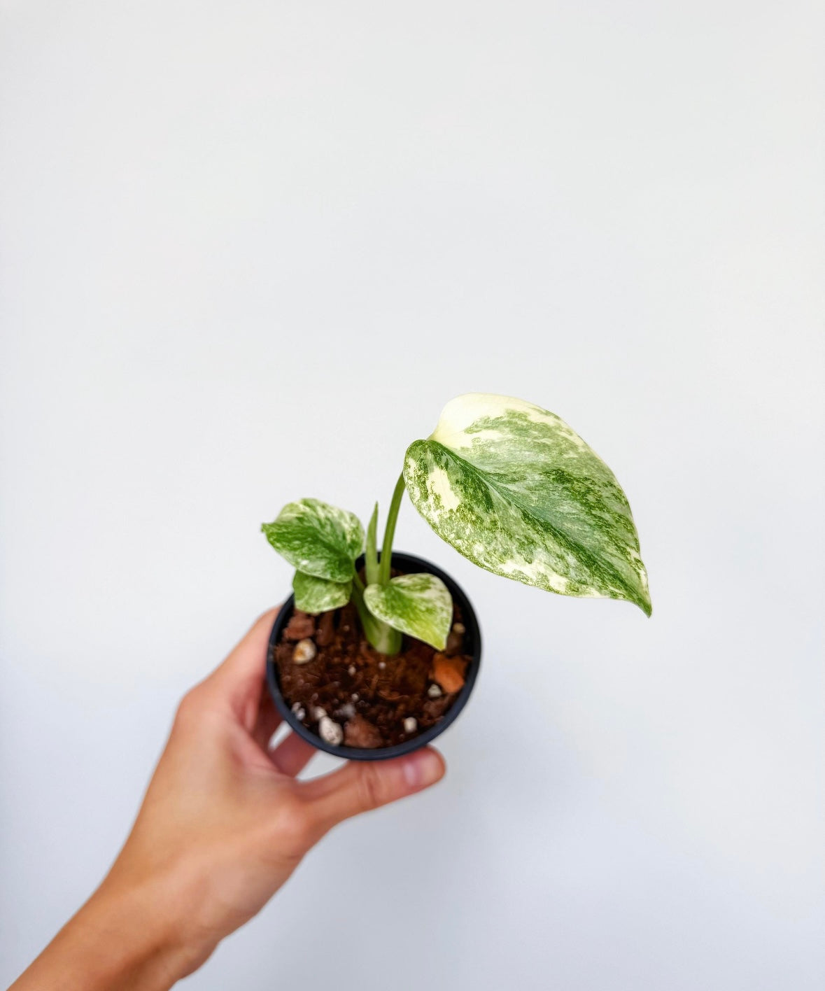 Monstera Green Snow “3