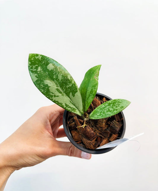 Hoya crassipetiolata X Michelle (clone2) “4