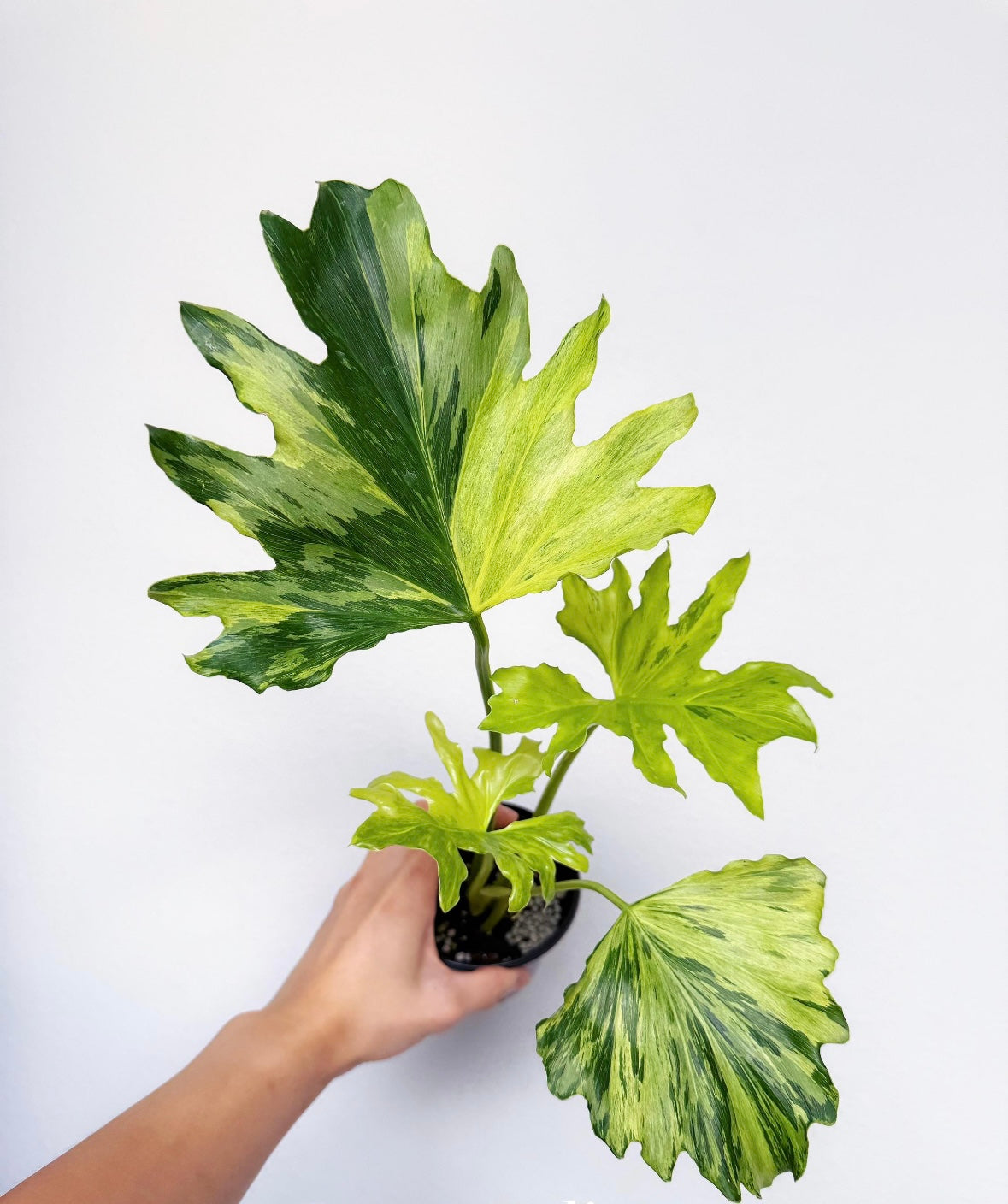 Philodendron Selloum Variegado “4