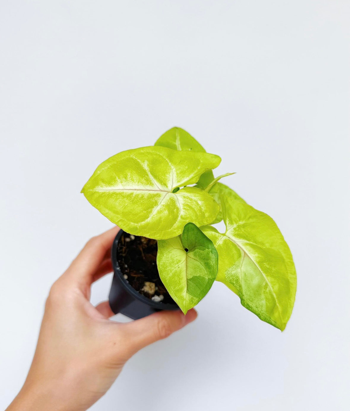 Syngonium Lime Soda “4