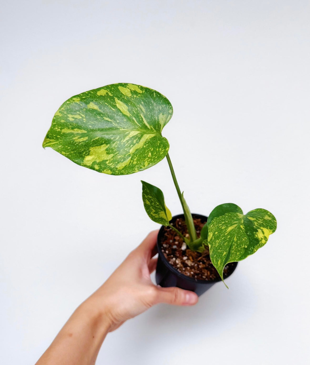 Monstera Electrolyte “4
