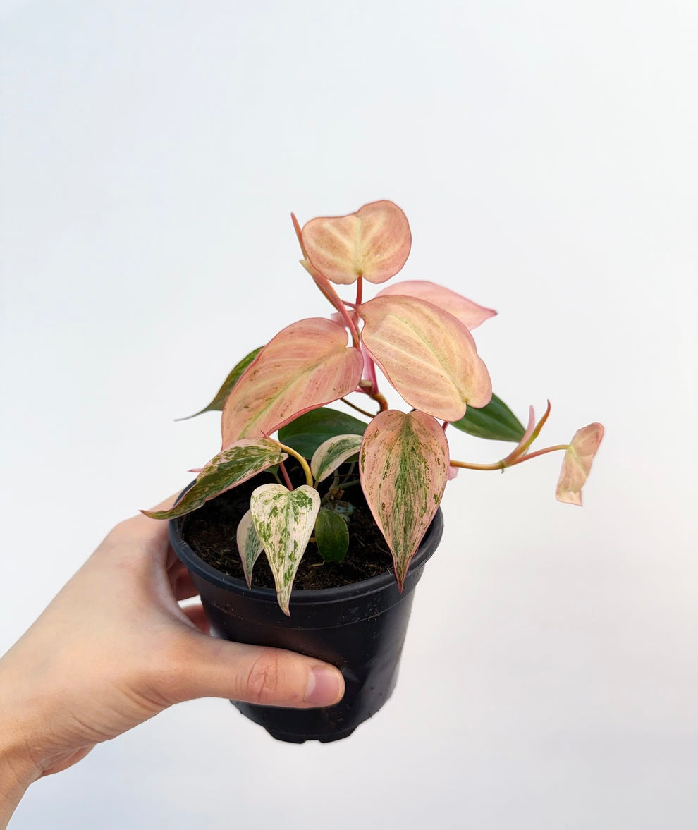 Philodendron Pink Micans “4
