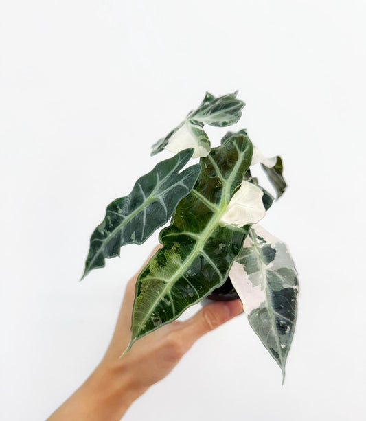 Alocasia Amazónica Albo Pink “4