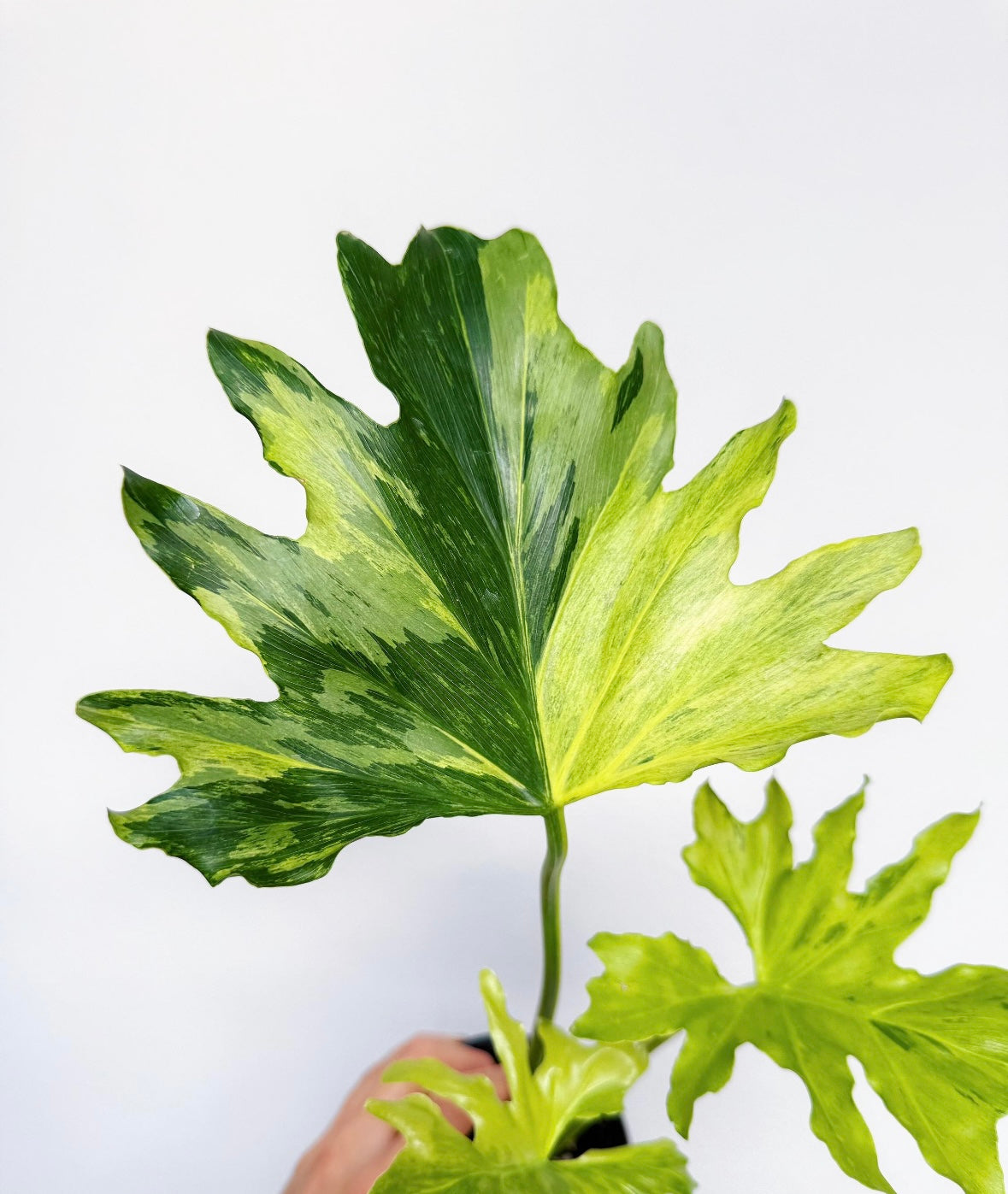Philodendron Selloum Variegado “4