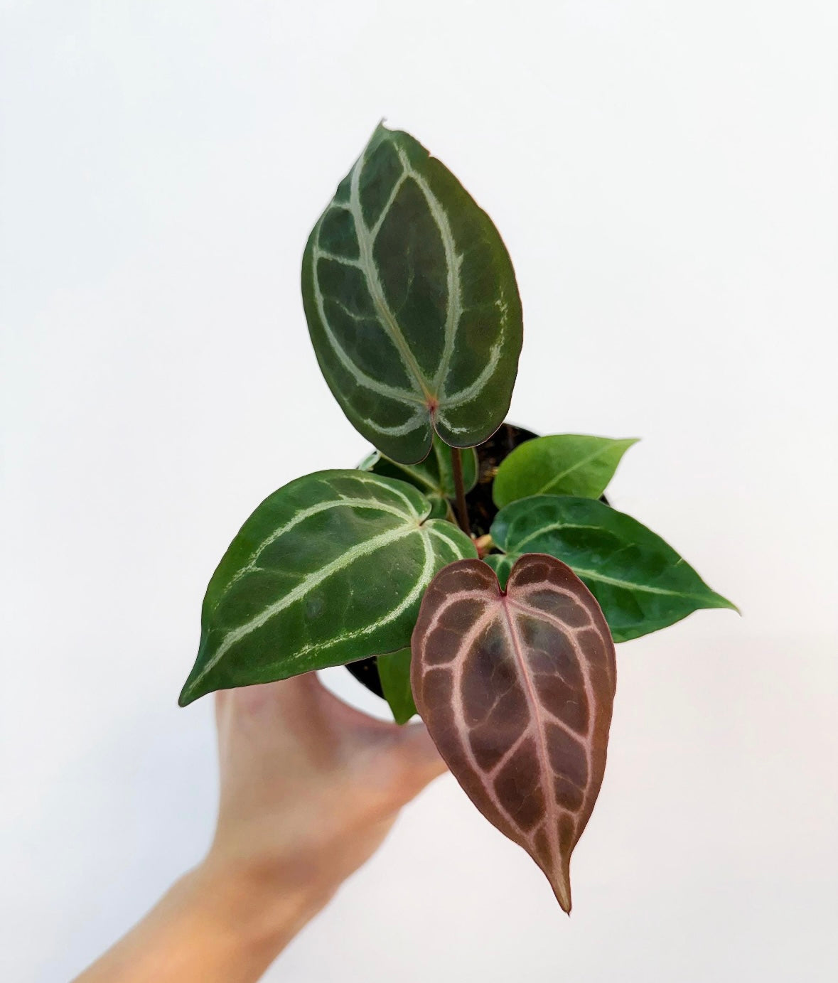 Anthurium Brielle x Zara “4