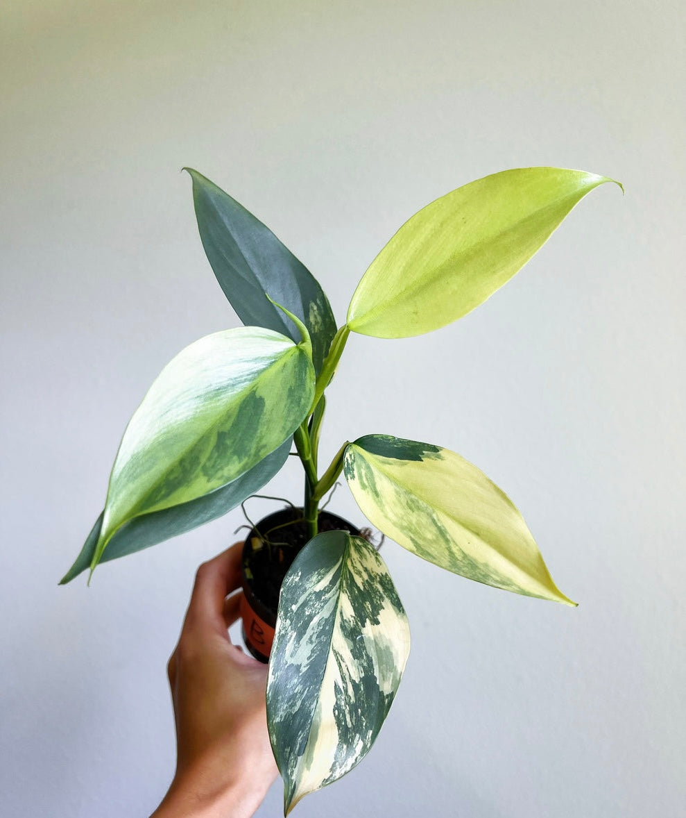 Philodendron Silver Sword Variegado “3