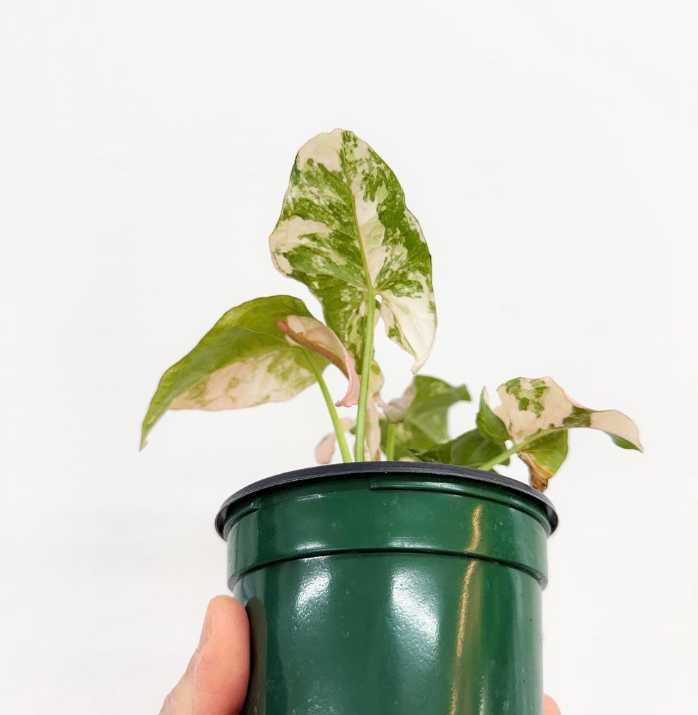 Syngonium Double Pink “4